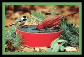 alt Birdbath Heated 1